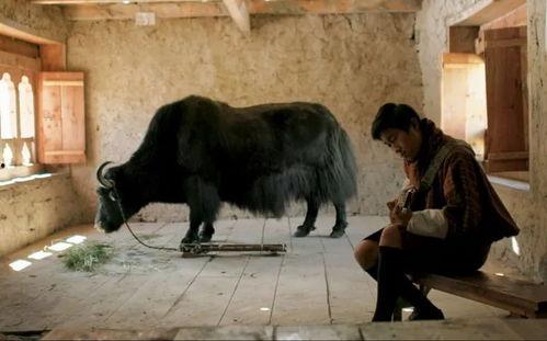 教室里的一头牦牛,奇特的校园生活瞬间